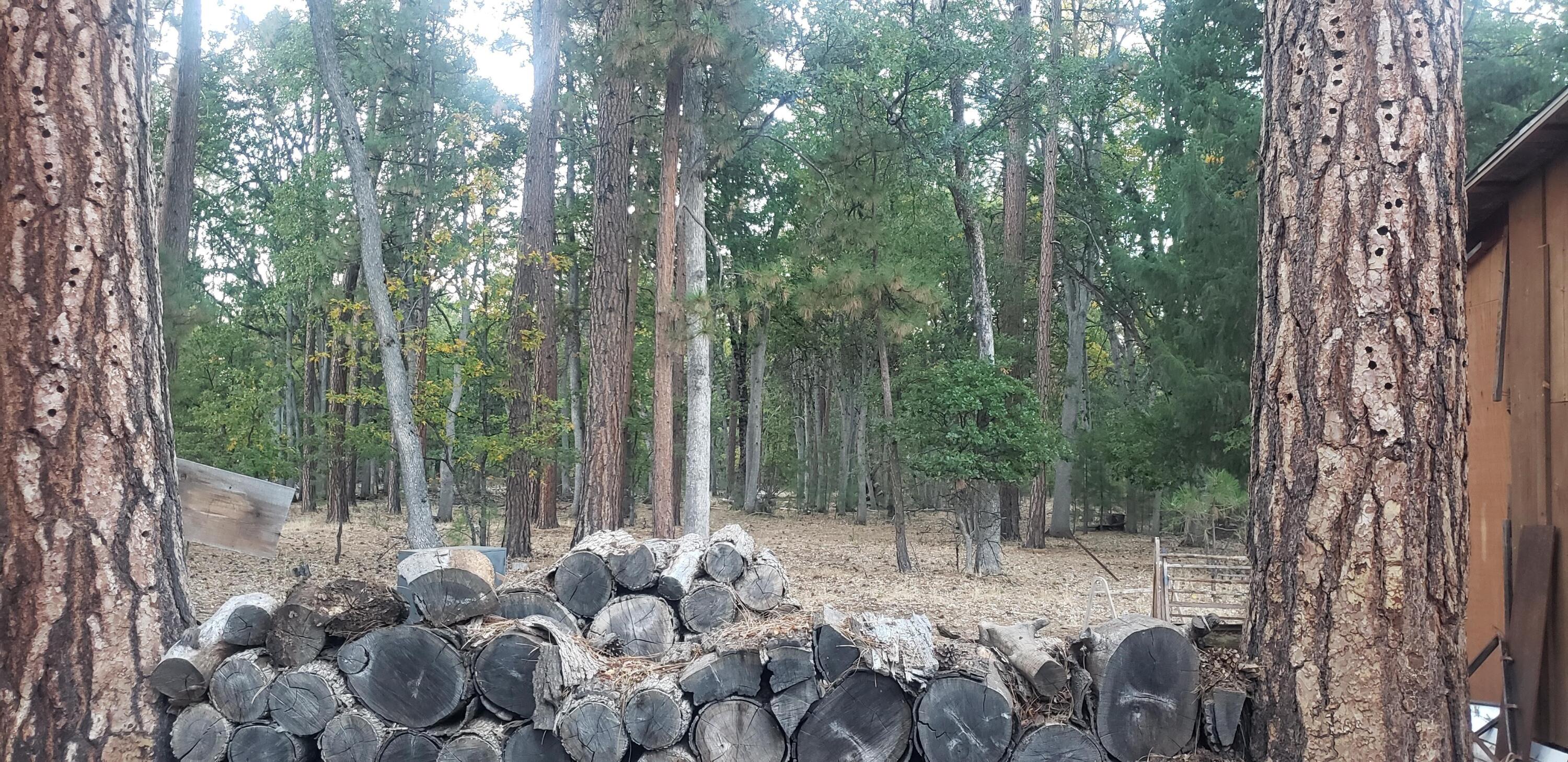 41077 Last Chance Lane Fall River Mills, CA 96028 - Photo 11 of 42 a view of backyard with green space