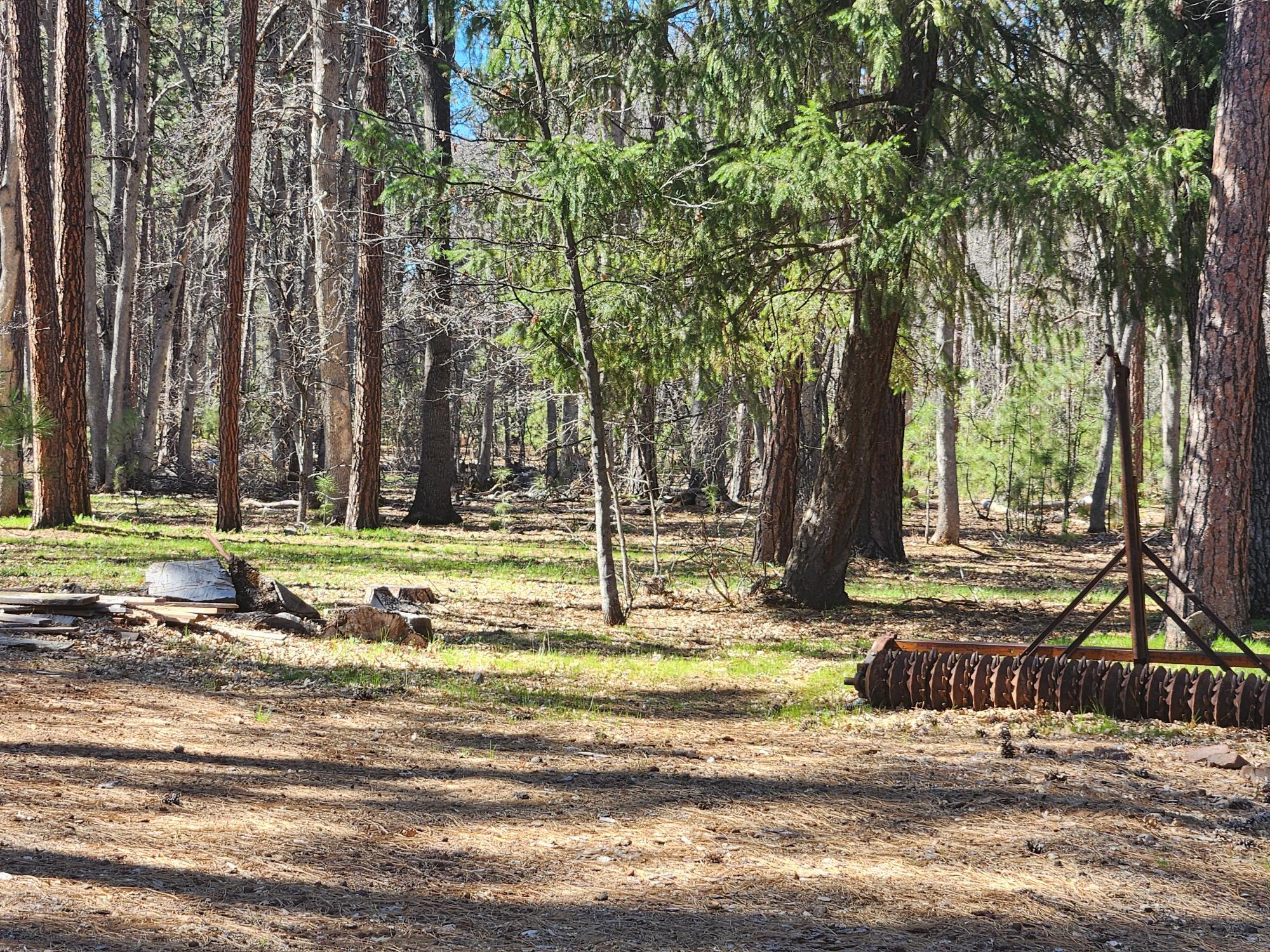 41077 Last Chance Lane Fall River Mills, CA 96028 - Photo 23 of 42 a view of a yard with large trees