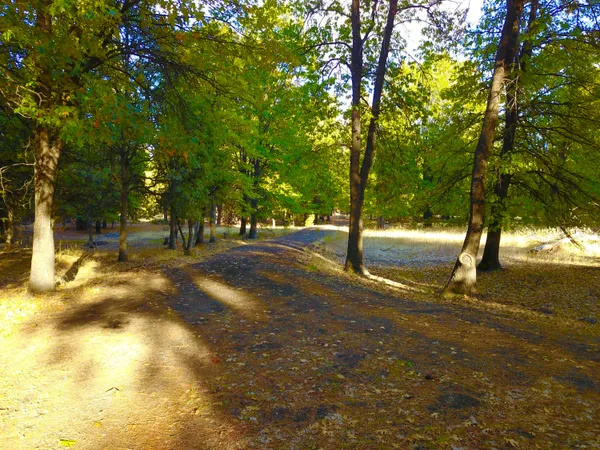 a view of a trees with yard