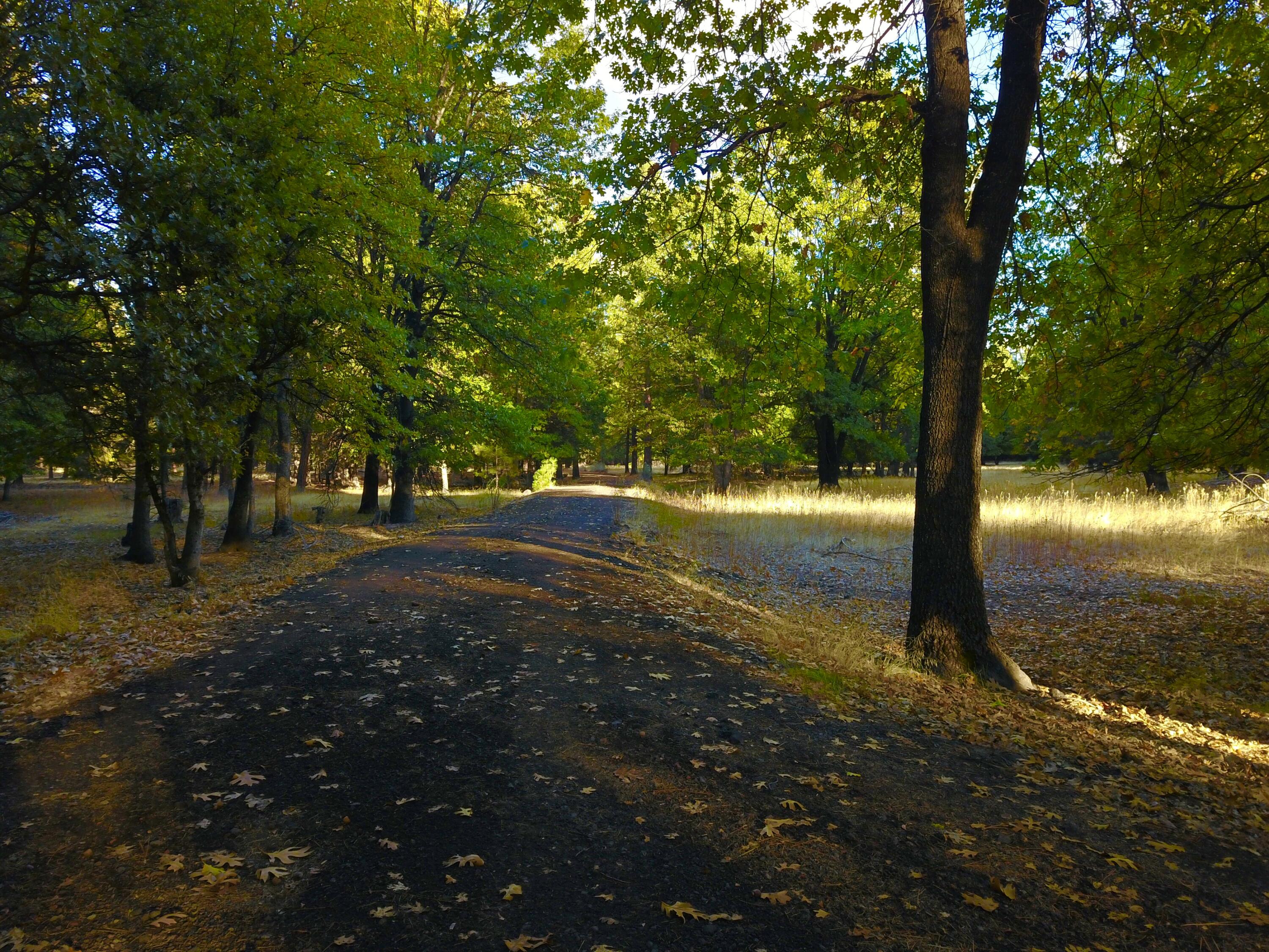 41077 Last Chance Lane Fall River Mills, CA 96028 - Photo 40 of 42 a view of a trees with yard