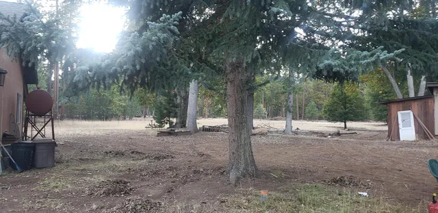 a view of a tree in a yard