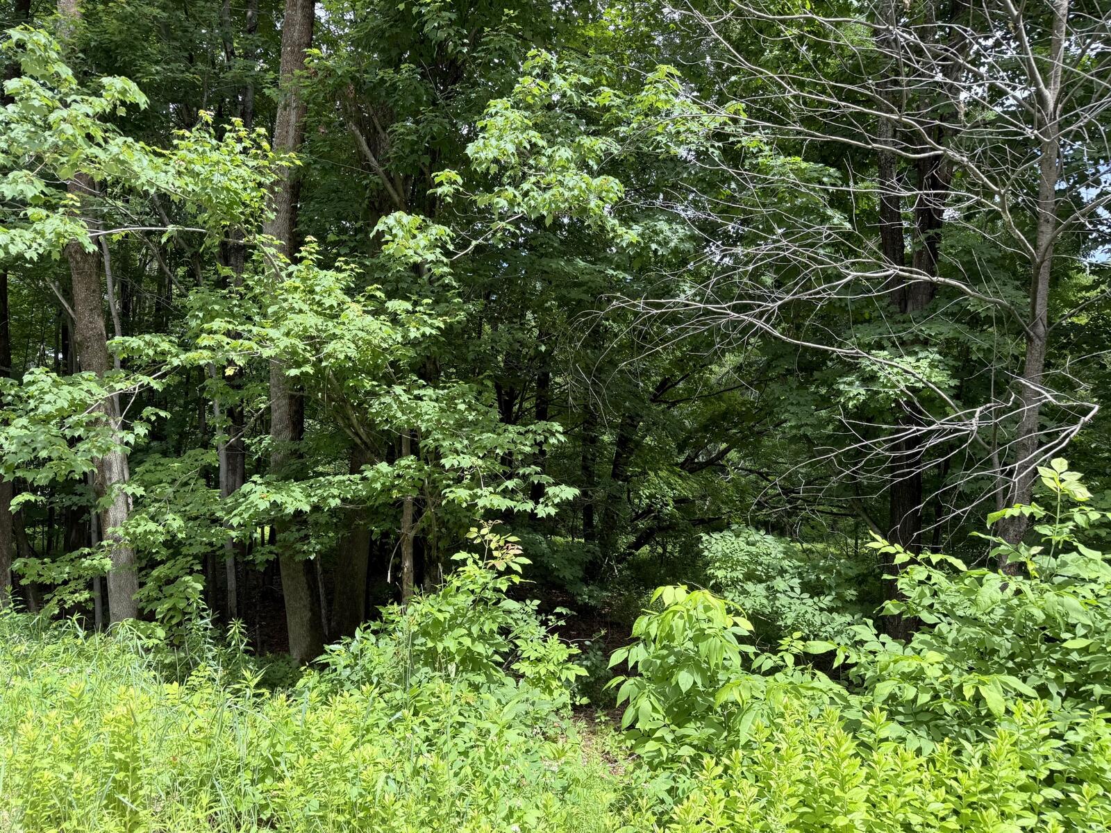 80 Soules Hill Road Jay, ME 04239 - Photo 2 of 3