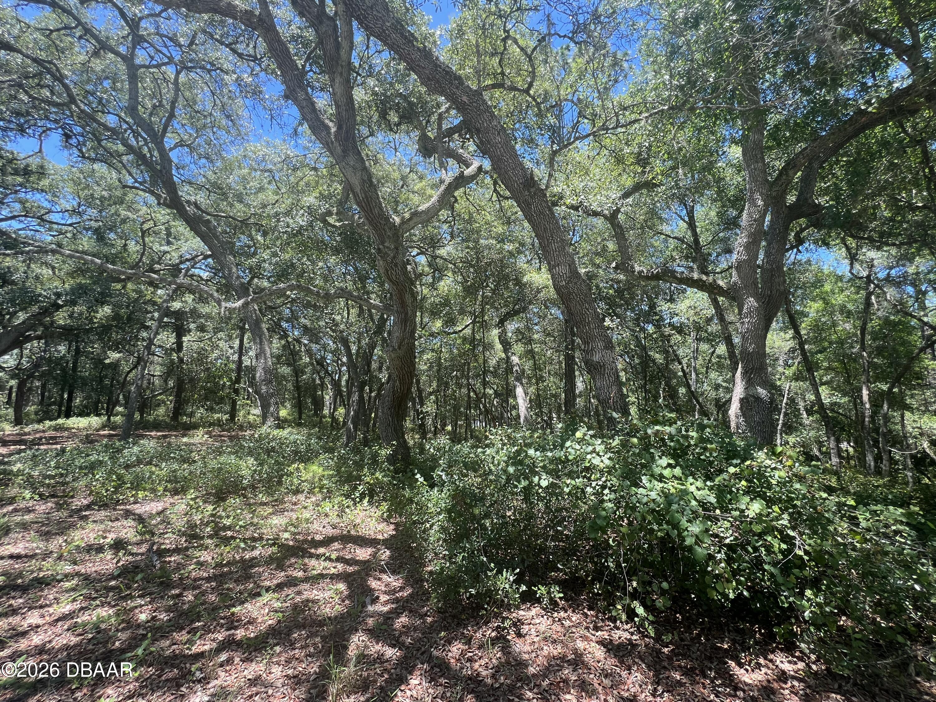 1425 Renbar Road De Leon Springs, FL 32130 - Photo 16 of 16 IMG_3574
