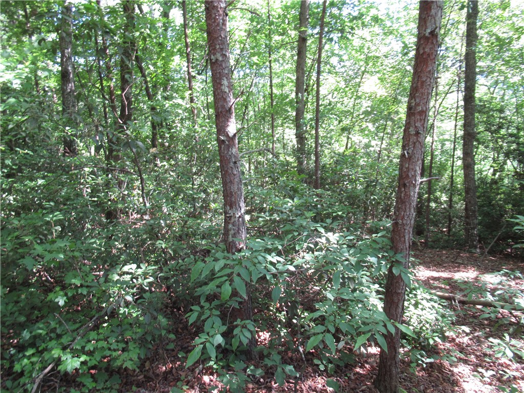 221 River Bluff Road Cleveland, SC 29635 - Photo 11 of 29