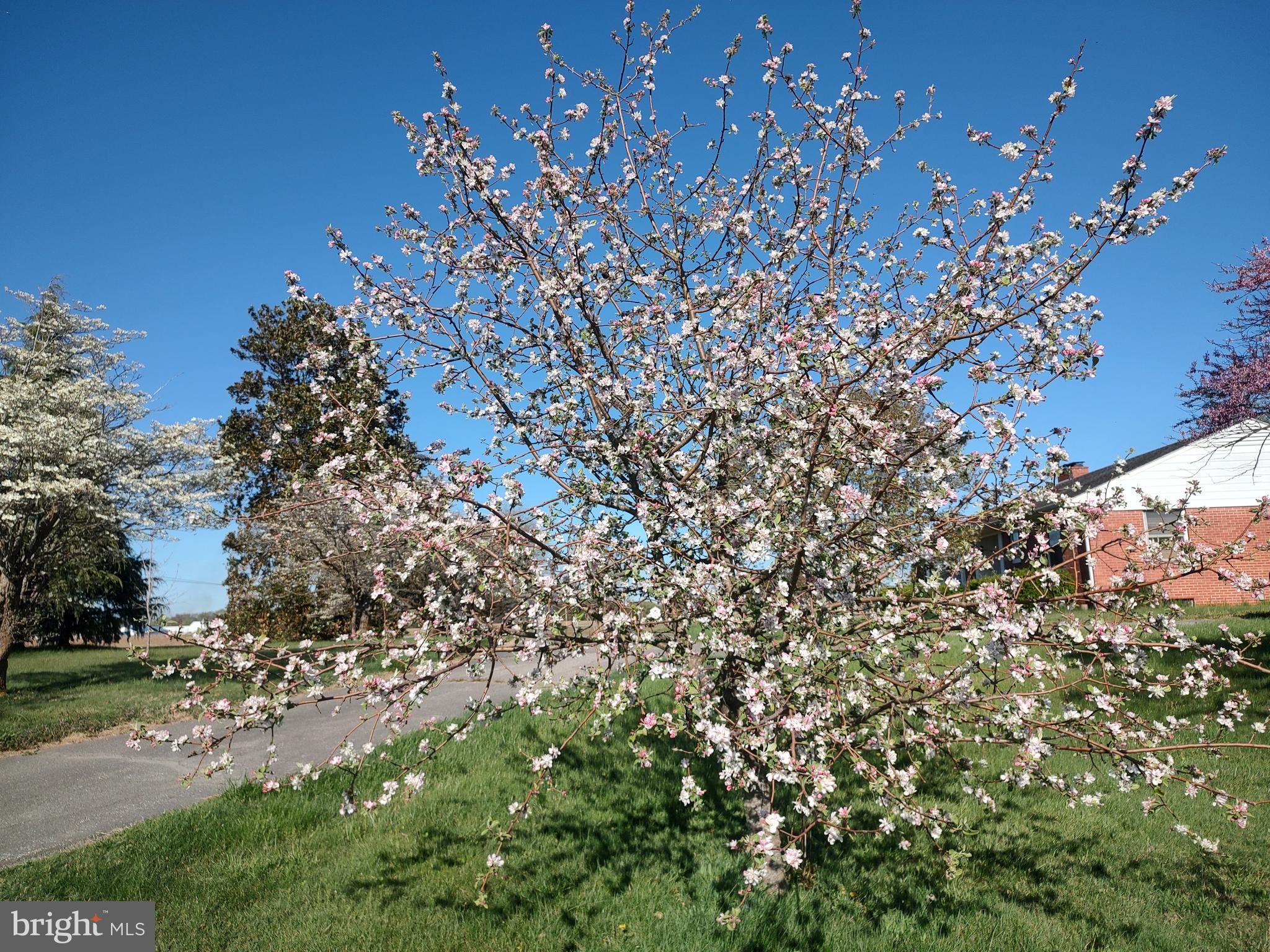 12397 Ridgely Road Ridgely, MD 21660 - Photo 57 of 62 Spring Bloom fruit trees