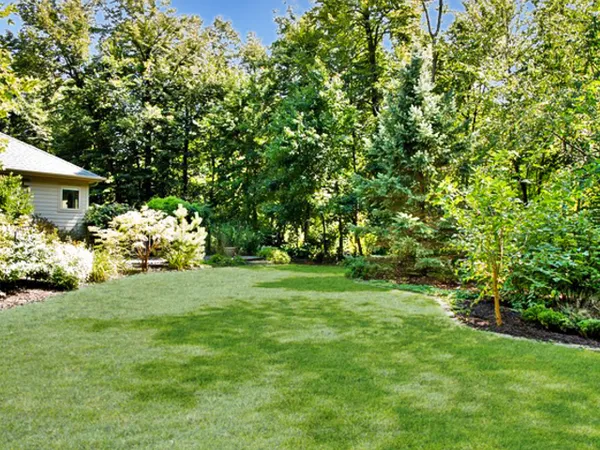 a view of a garden with a tree