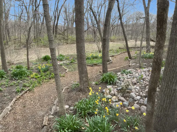 a view of a forest with trees