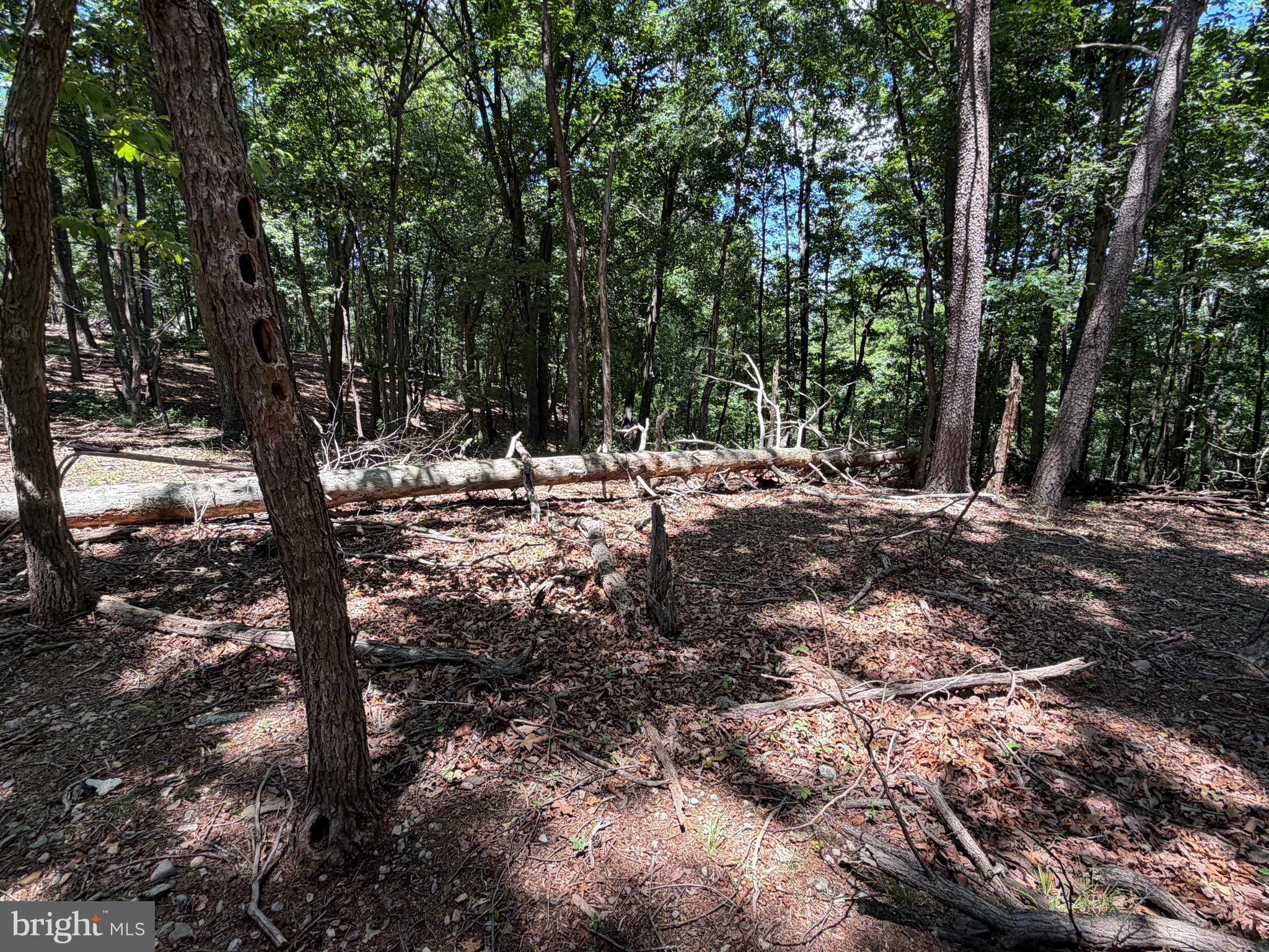 511 Chickadee Road Purgitsville, WV 26852 - Photo 47 of 99
