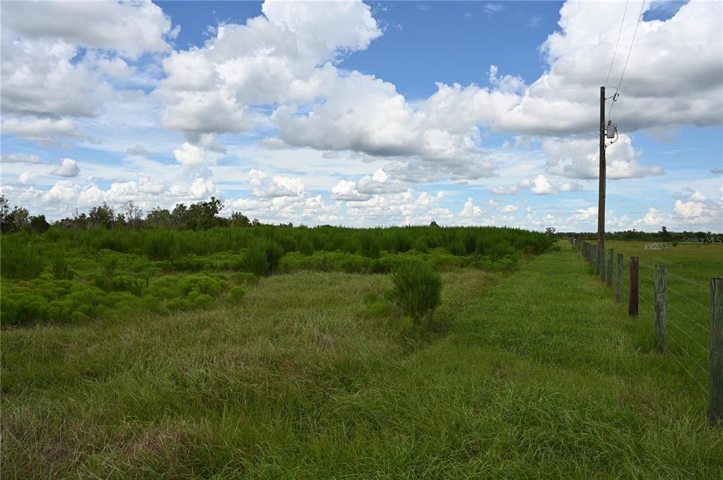 County Line Road East Fort Meade, FL 33841 - Photo 8 of 25