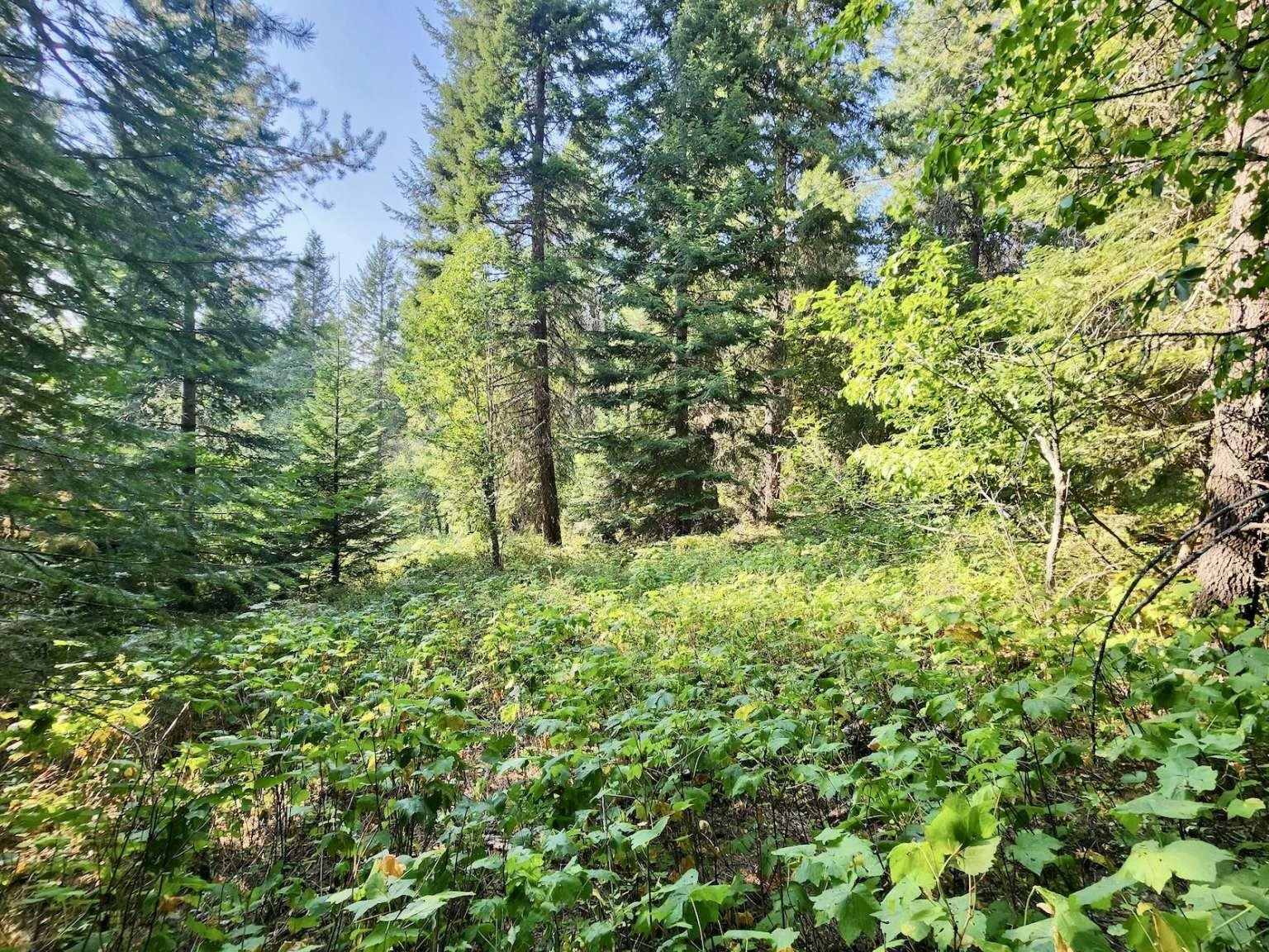 1700 Hershaw Road Newport, WA 99156 - Photo 21 of 40