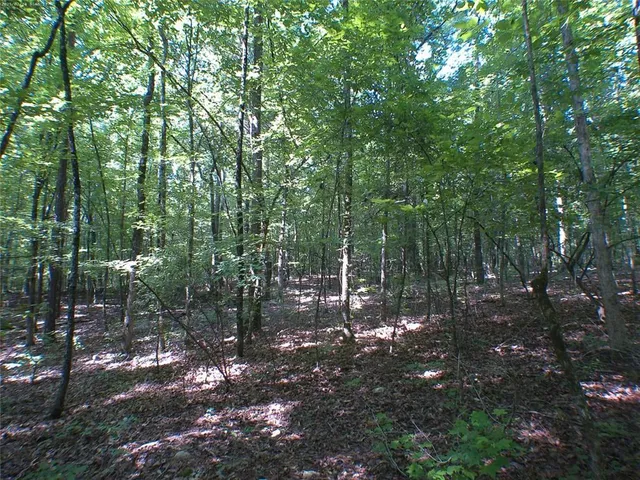 a view of a forest with trees