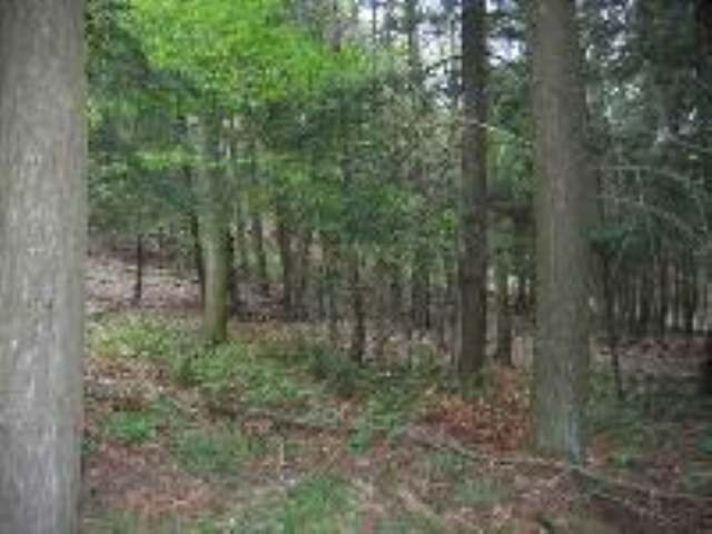 0 Woods Road Middleburgh, NY 12122 - Photo 3 of 7 Photo 3