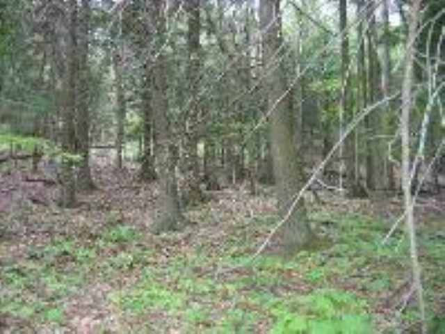 0 Woods Road Middleburgh, NY 12122 - Photo 4 of 7 Photo 4