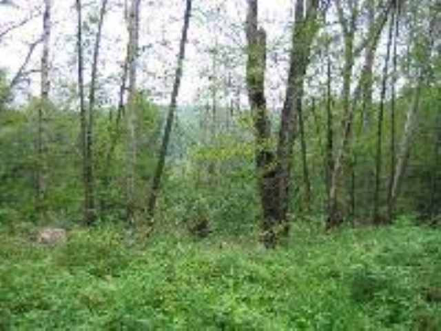 0 Woods Road Middleburgh, NY 12122 - Photo 5 of 7 Photo 5