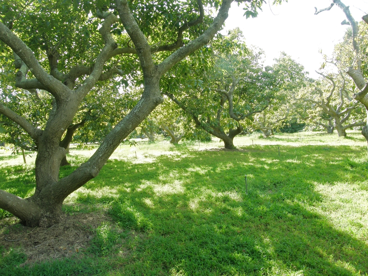 2222 Feather Hill Road Santa Barbara, CA 93108 - Photo 16 of 18 a view of yard with green space