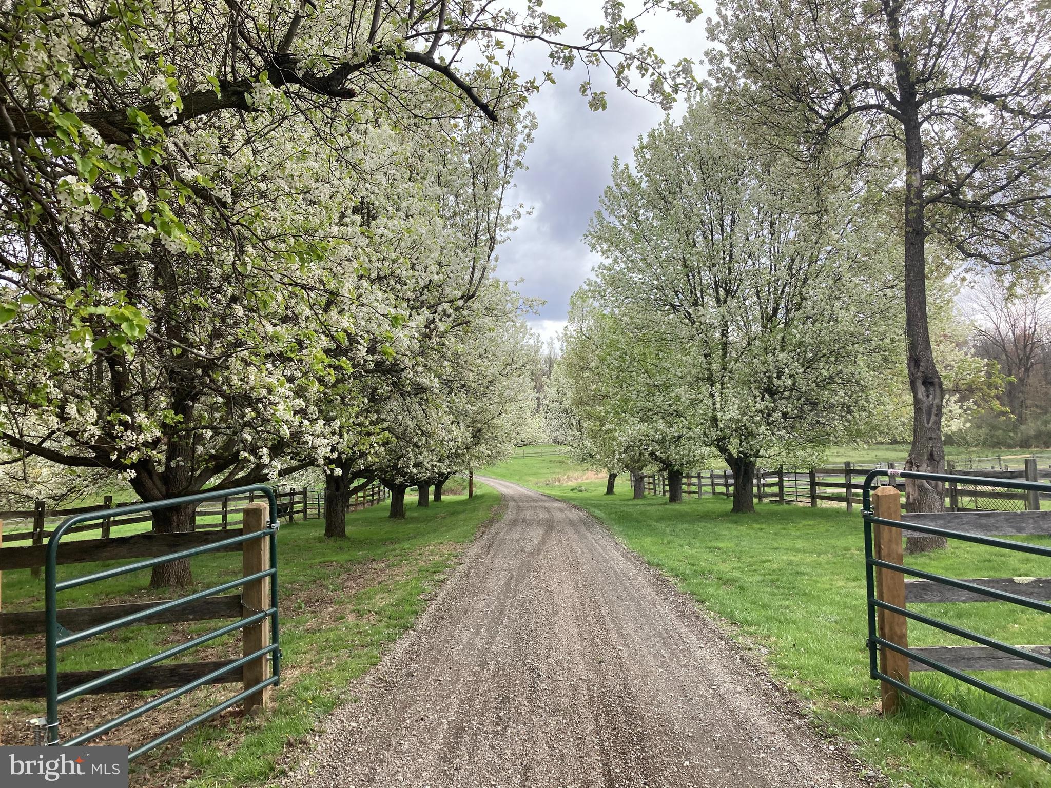 172 Pleasant Valley Road Titusville, NJ 08560 - Photo 9 of 55 Beautiful Blooming Tree Lined Driveway