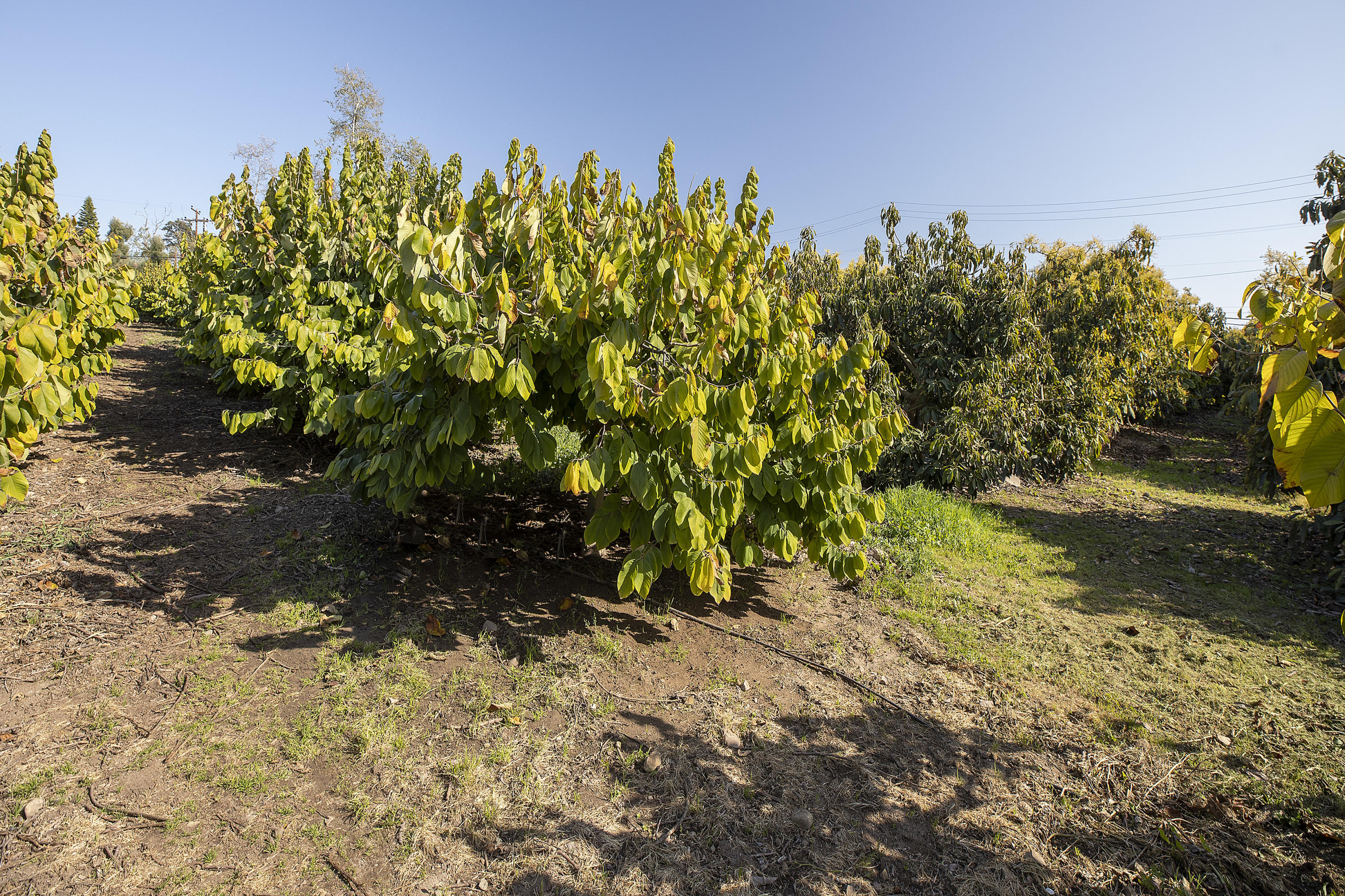 4244 Foothill Road Carpinteria, CA 93013 - Photo 30 of 31 4248 & 4244 Foothill