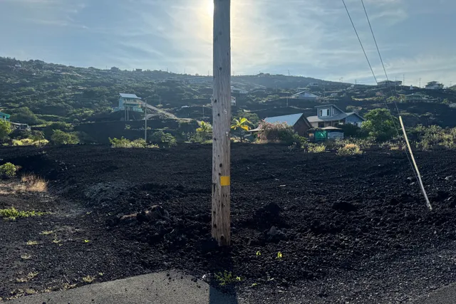 a view of a city with tall tree