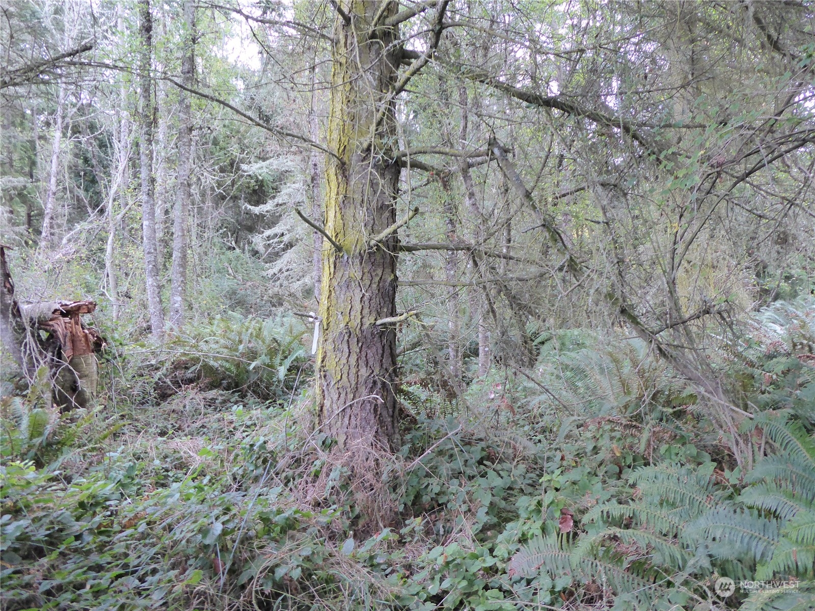 637 Middlepoint Road Port Townsend, WA 98368 - Photo 9 of 17 Gallery Image 9