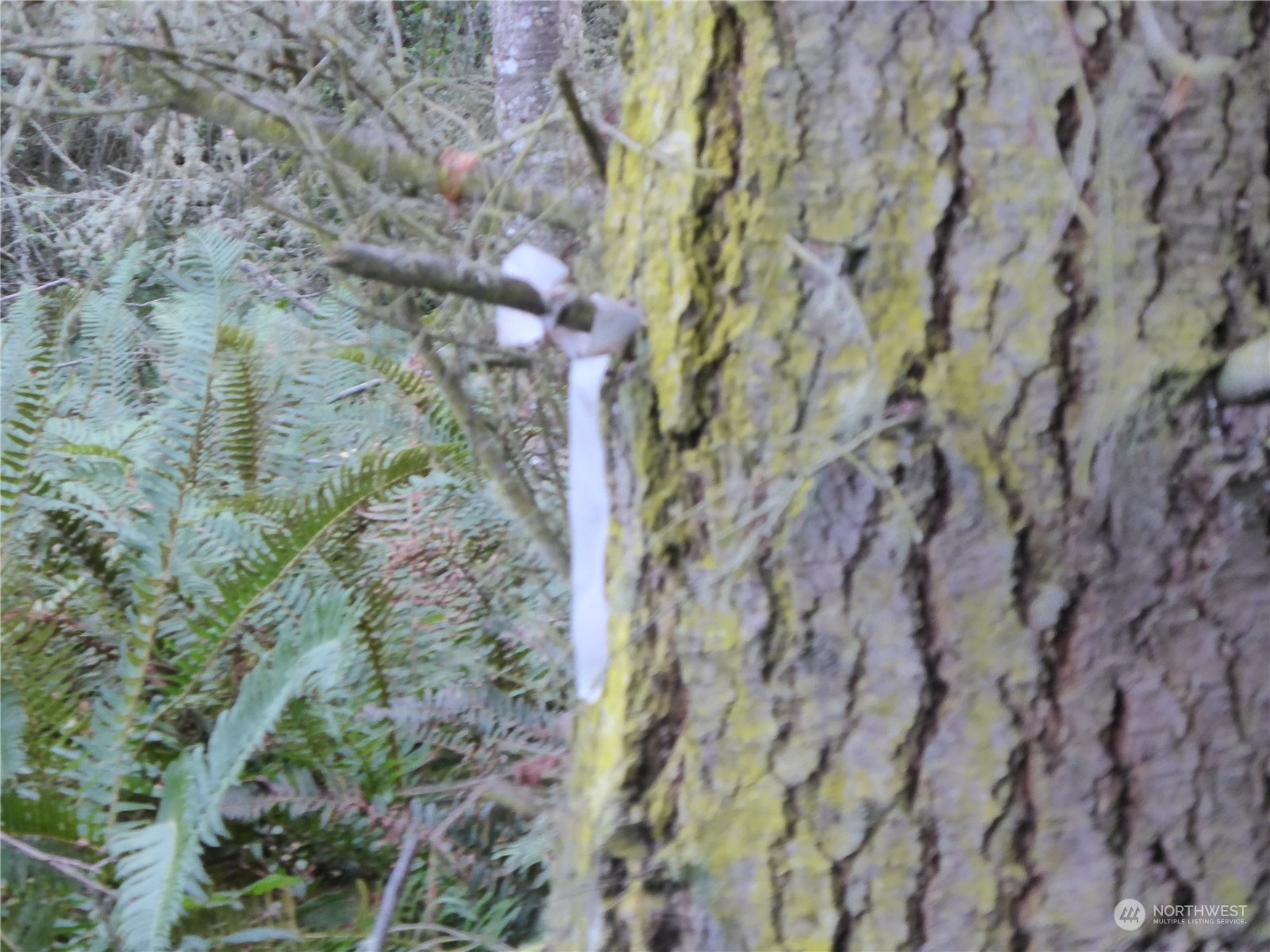 637 Middlepoint Road Port Townsend, WA 98368 - Photo 10 of 17 Gallery Image 10