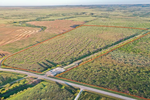 a view of a yard with plants and large trees