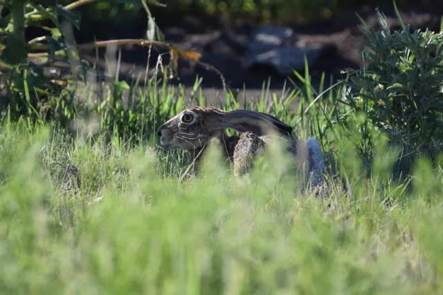 a view of garden with pathway
