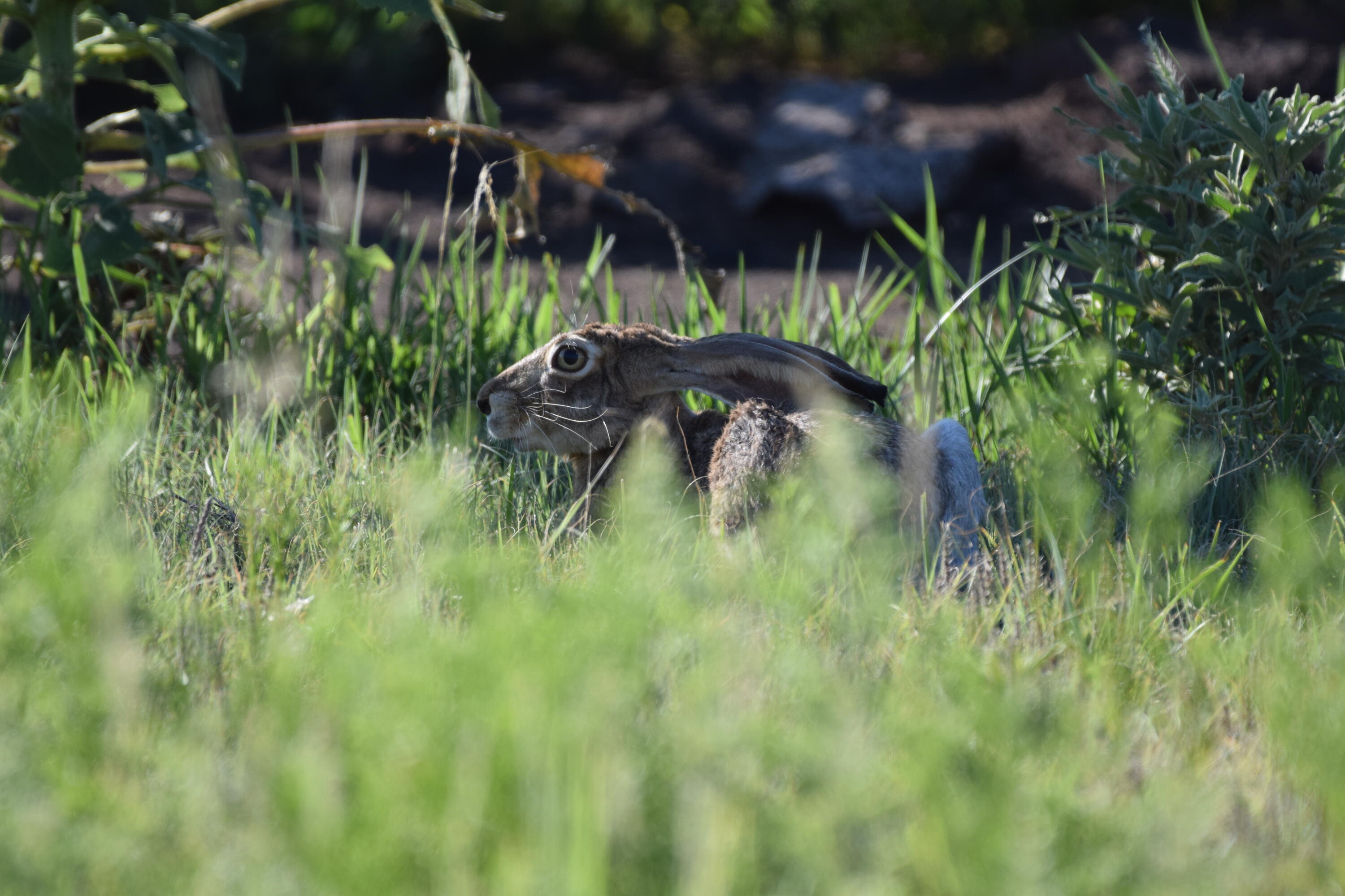 0 Fm 689 Lockney, TX 79241 - Photo 18 of 23 a close up of a plant in a garden