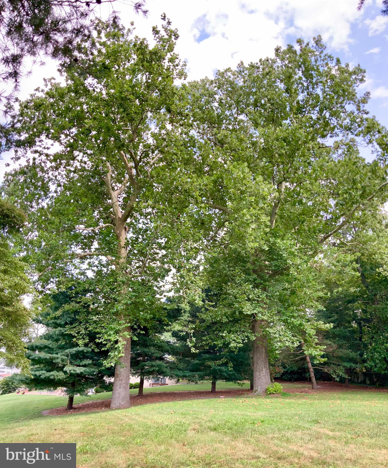 28178 Riverside Drive Salisbury, MD 21801 - Photo 66 of 73 Bicentennial Sycamore Tree