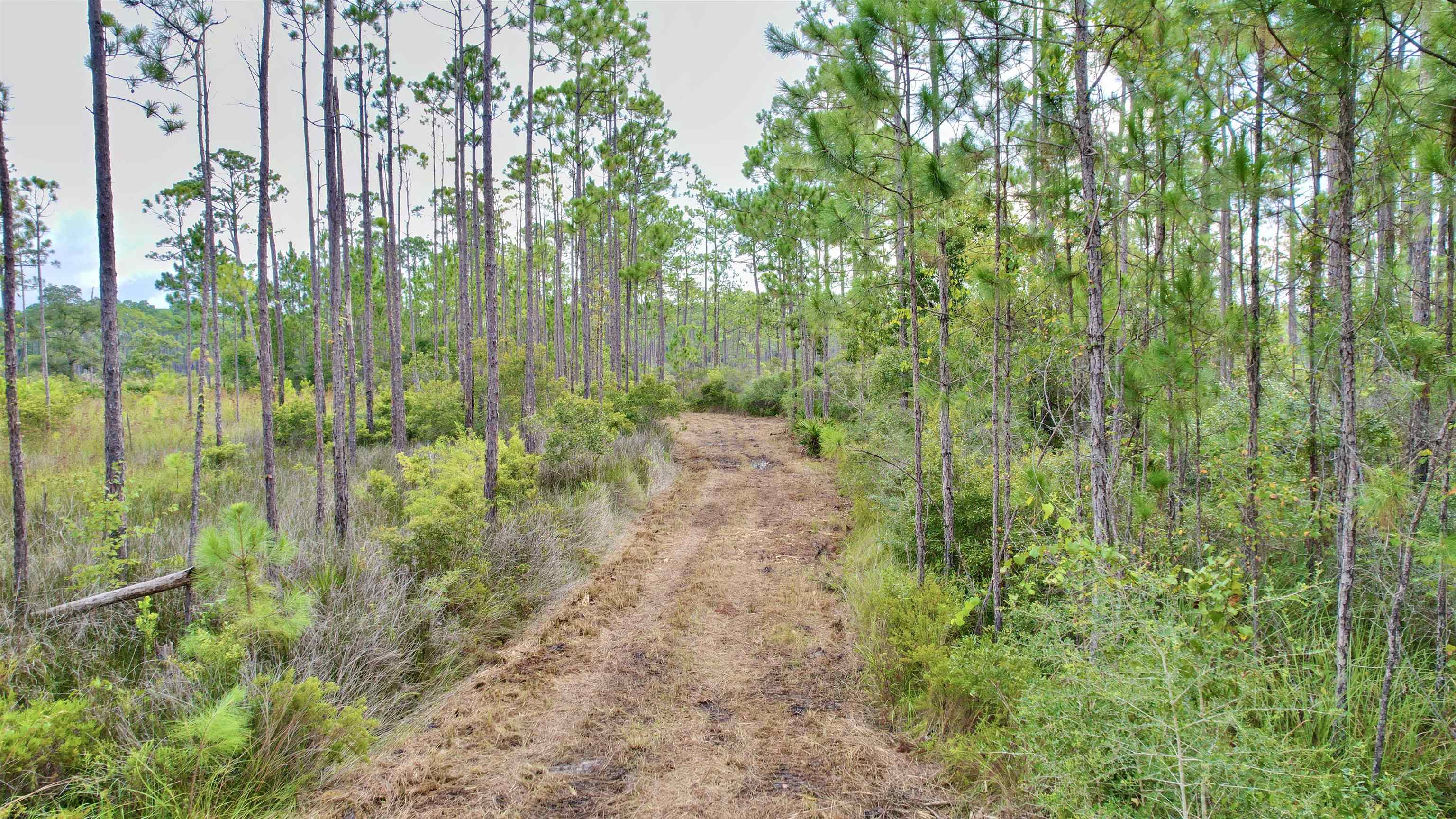 Xx Mill Road Carrabelle, FL 32322 - Photo 2 of 17