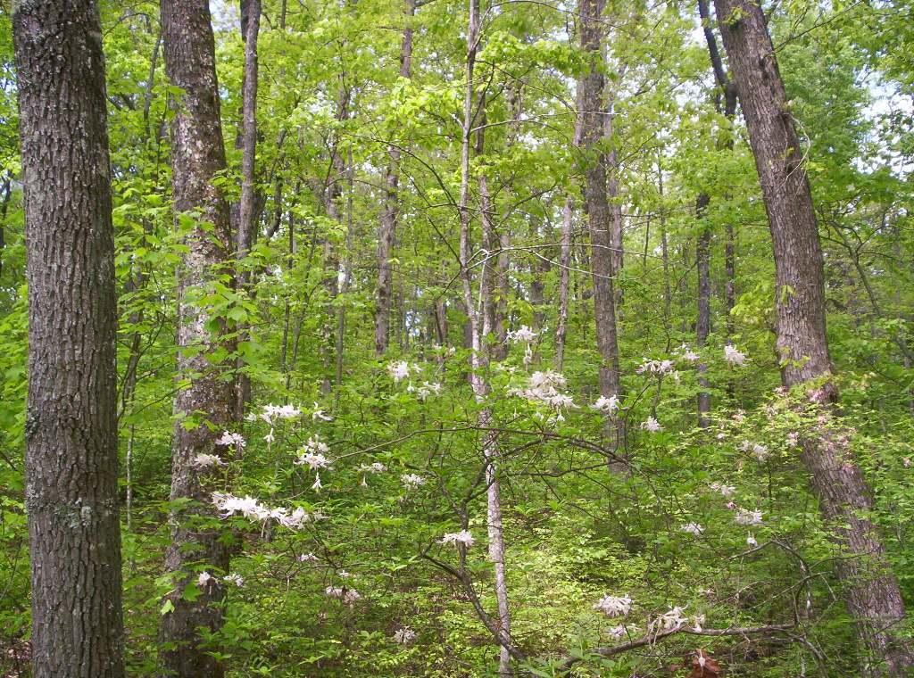 0 Sequatchie Mountain Road Sequatchie, TN 37374 - Photo 7 of 28 20160201175124082404000000-o