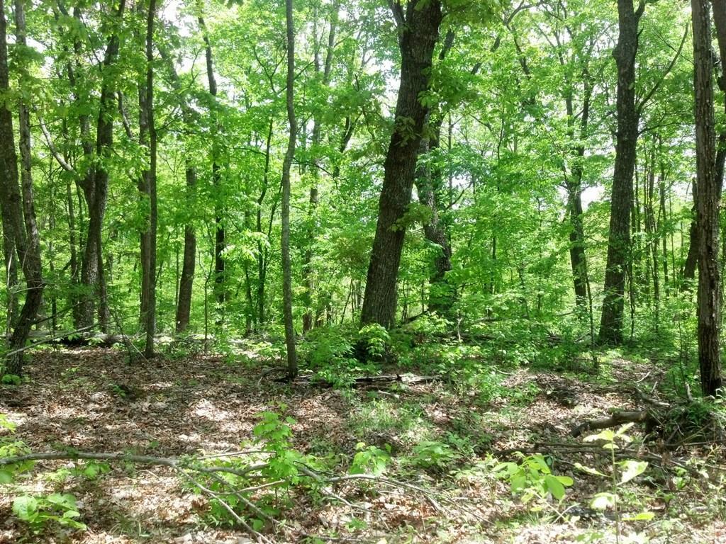 0 Sequatchie Mountain Road Sequatchie, TN 37374 - Photo 9 of 28 20160201175116264817000000-o (1)