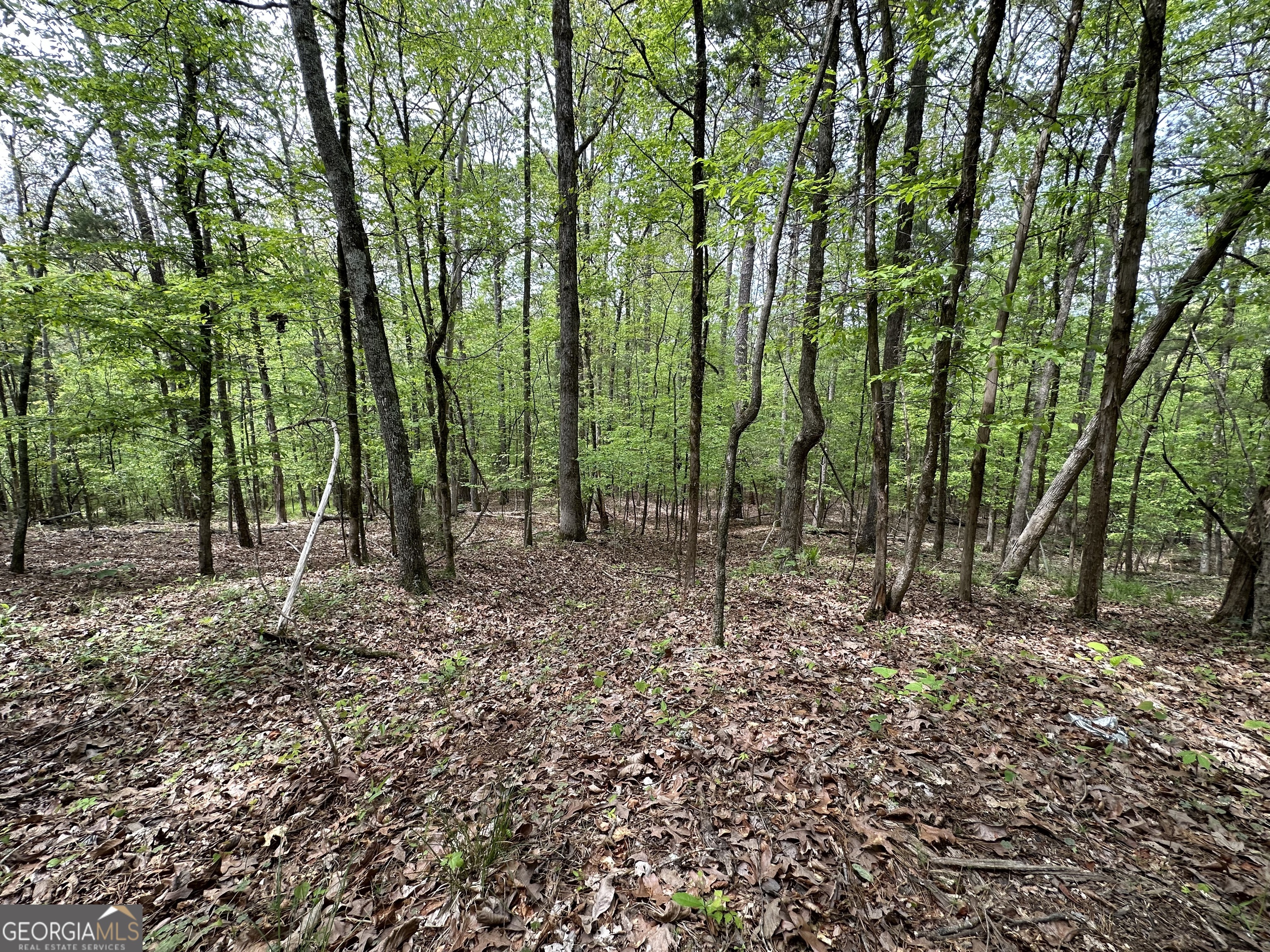 2762 Smith Road Fortson, GA 31808 - Photo 5 of 6 a view of outdoor space with lots of trees