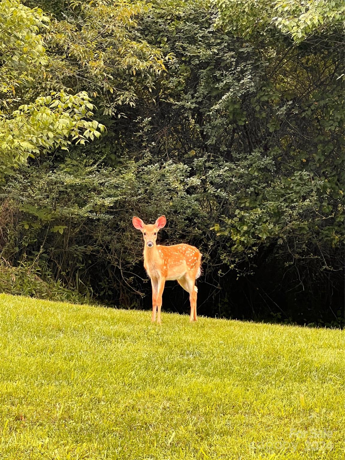 4876 Paint Fork Road Mars Hill, NC 28754 - Photo 25 of 25 Gallery Image 25