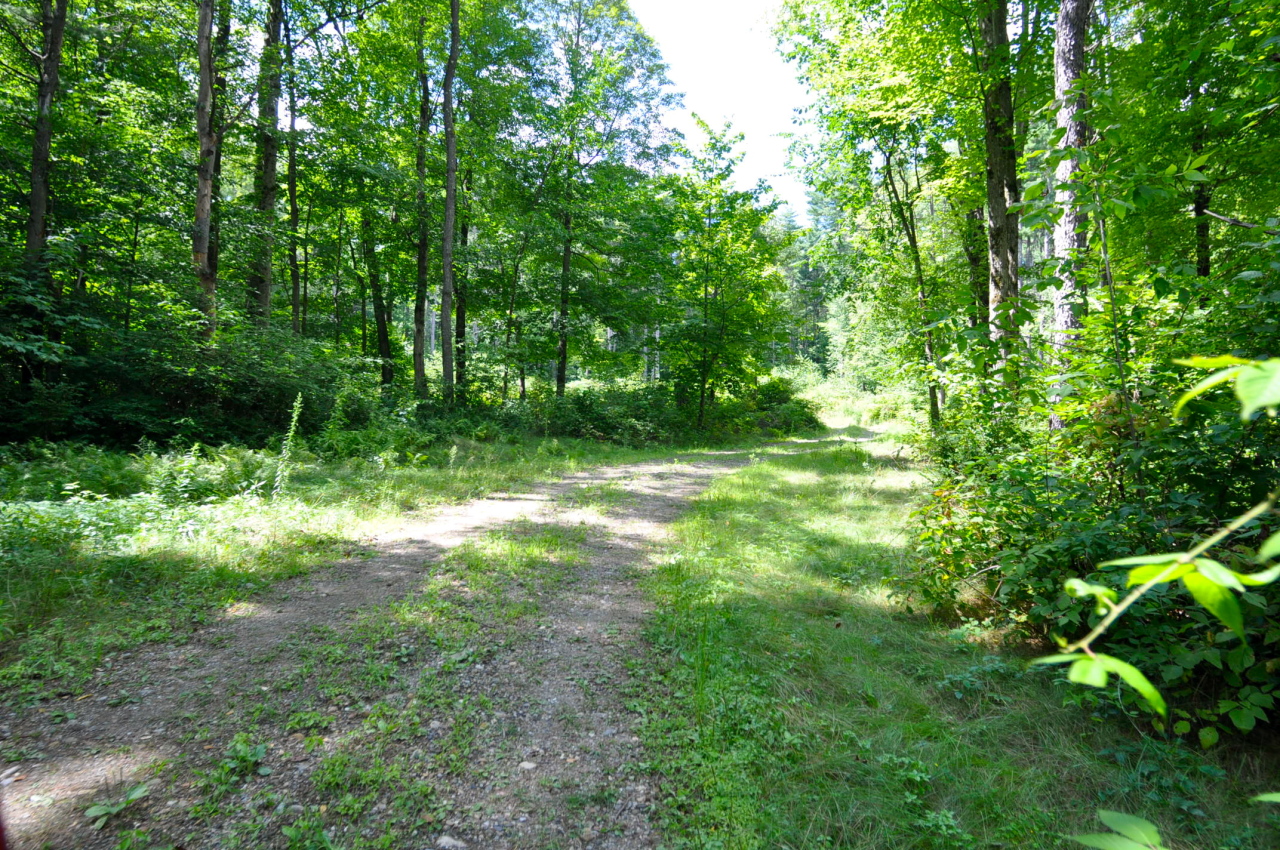 235 Monument Valley Road Great Barrington, MA 01230 - Photo 17 of 21 DRIVE ALMOST AT CLEARING