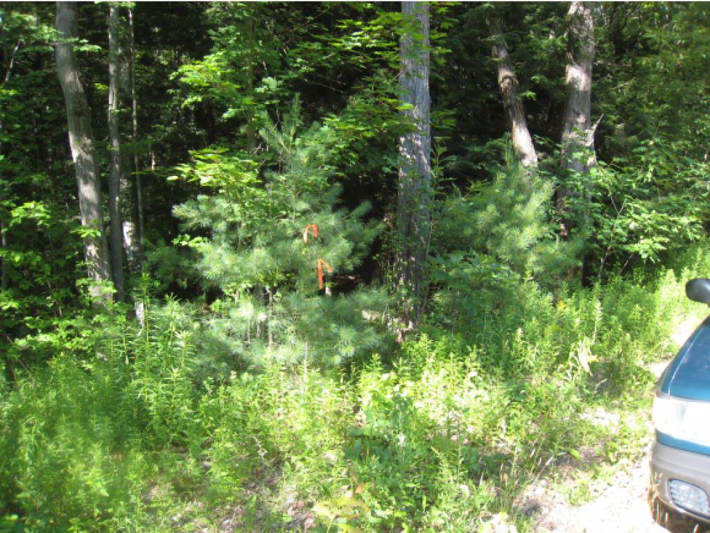 0 Cutter Hill Rindge, NH 03461 - Photo 12 of 16