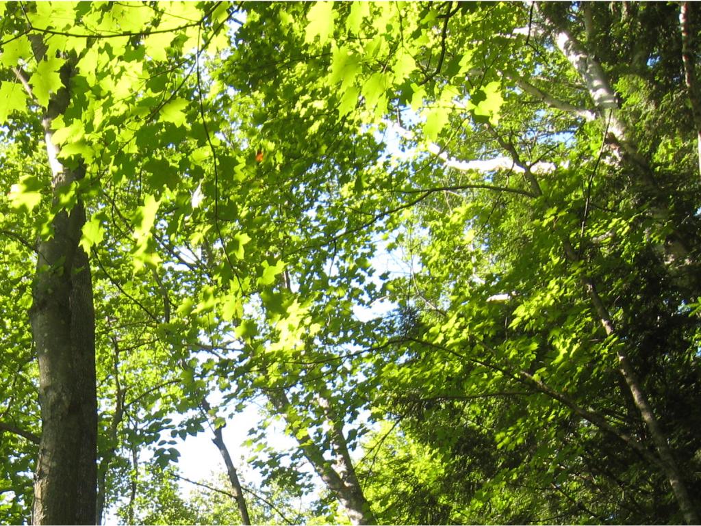 0 Cutter Hill Rindge, NH 03461 - Photo 15 of 16