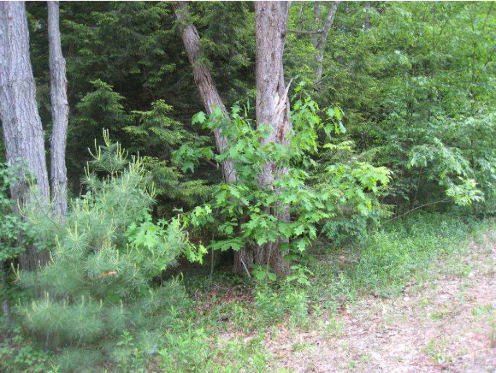 0 Cutter Hill Rindge, NH 03461 - Photo 6 of 16