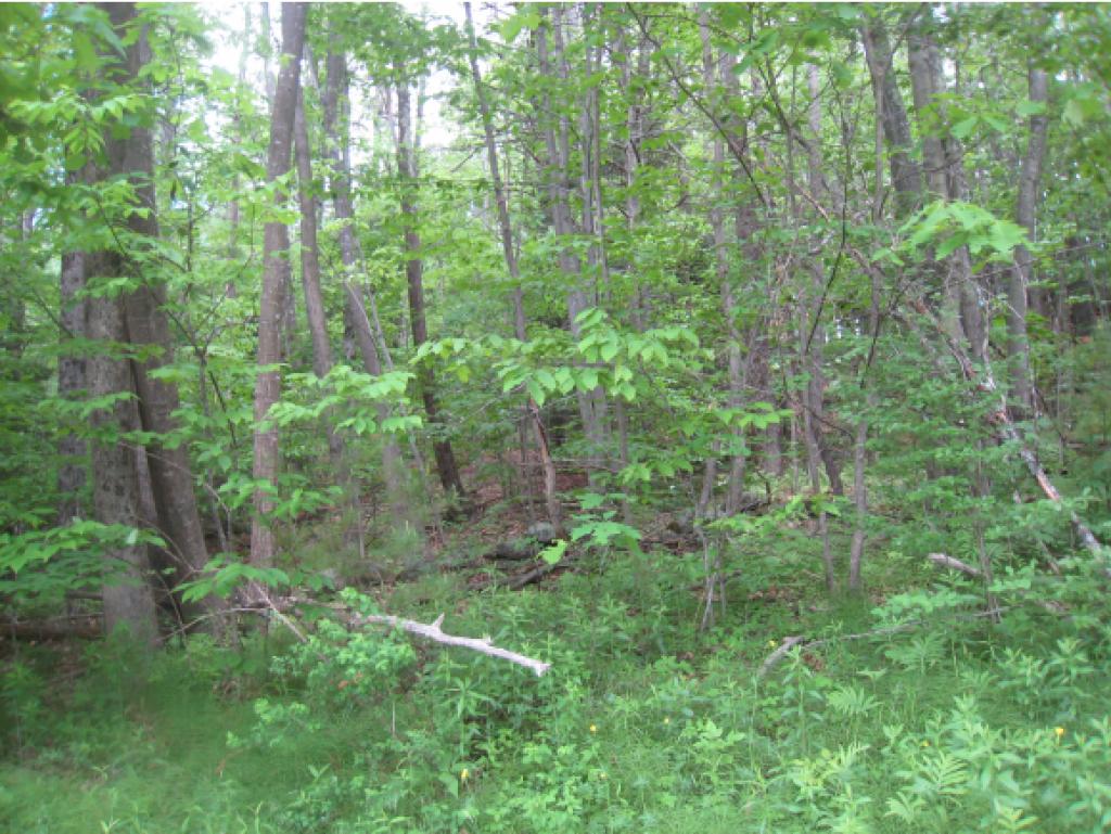 0 Cutter Hill Rindge, NH 03461 - Photo 7 of 16