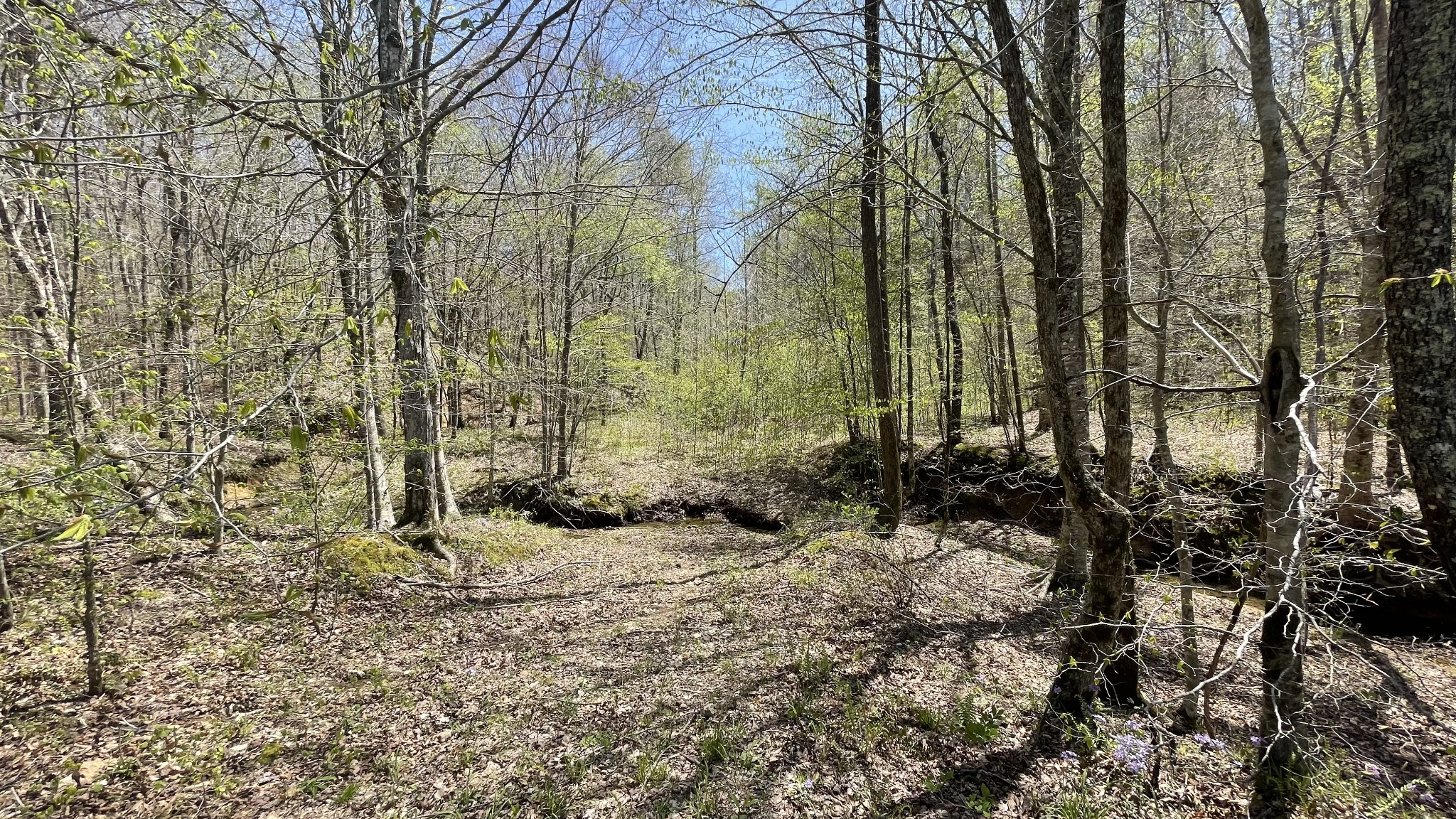 0 County Road Linden, TN 37096 - Photo 3 of 10