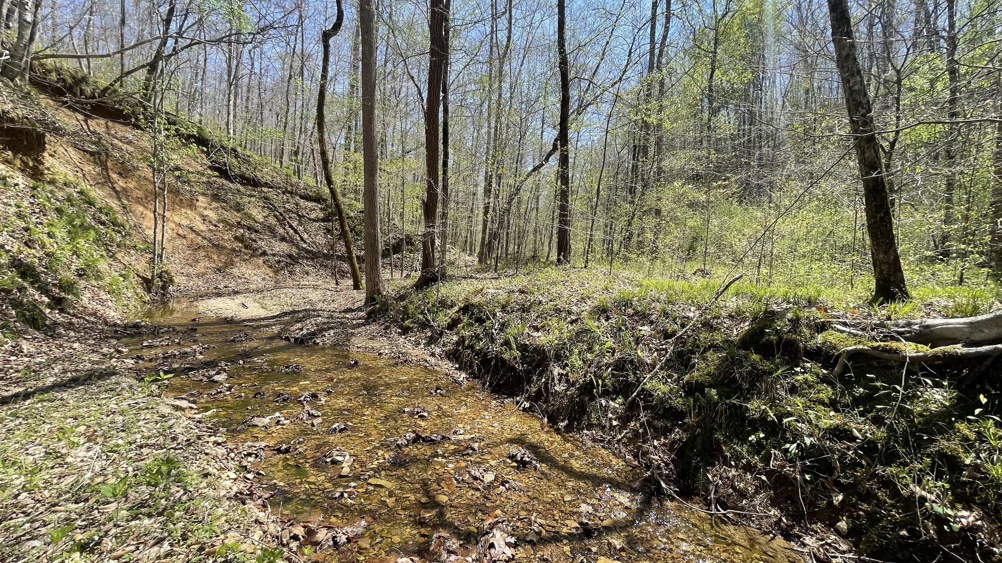 0 County Road Linden, TN 37096 - Photo 5 of 10 a view of a yard with plants and trees