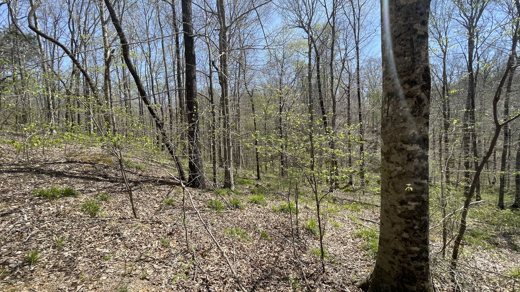 0 County Road Linden, TN 37096 - Photo 6 of 10 a view of a pathway of a yard