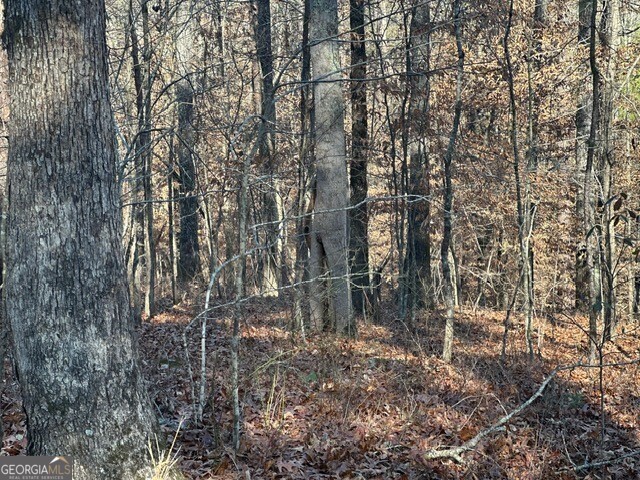 0 George Green Road Tallapoosa, GA 30176 - Photo 15 of 16 Woodland view of mature hardwoods