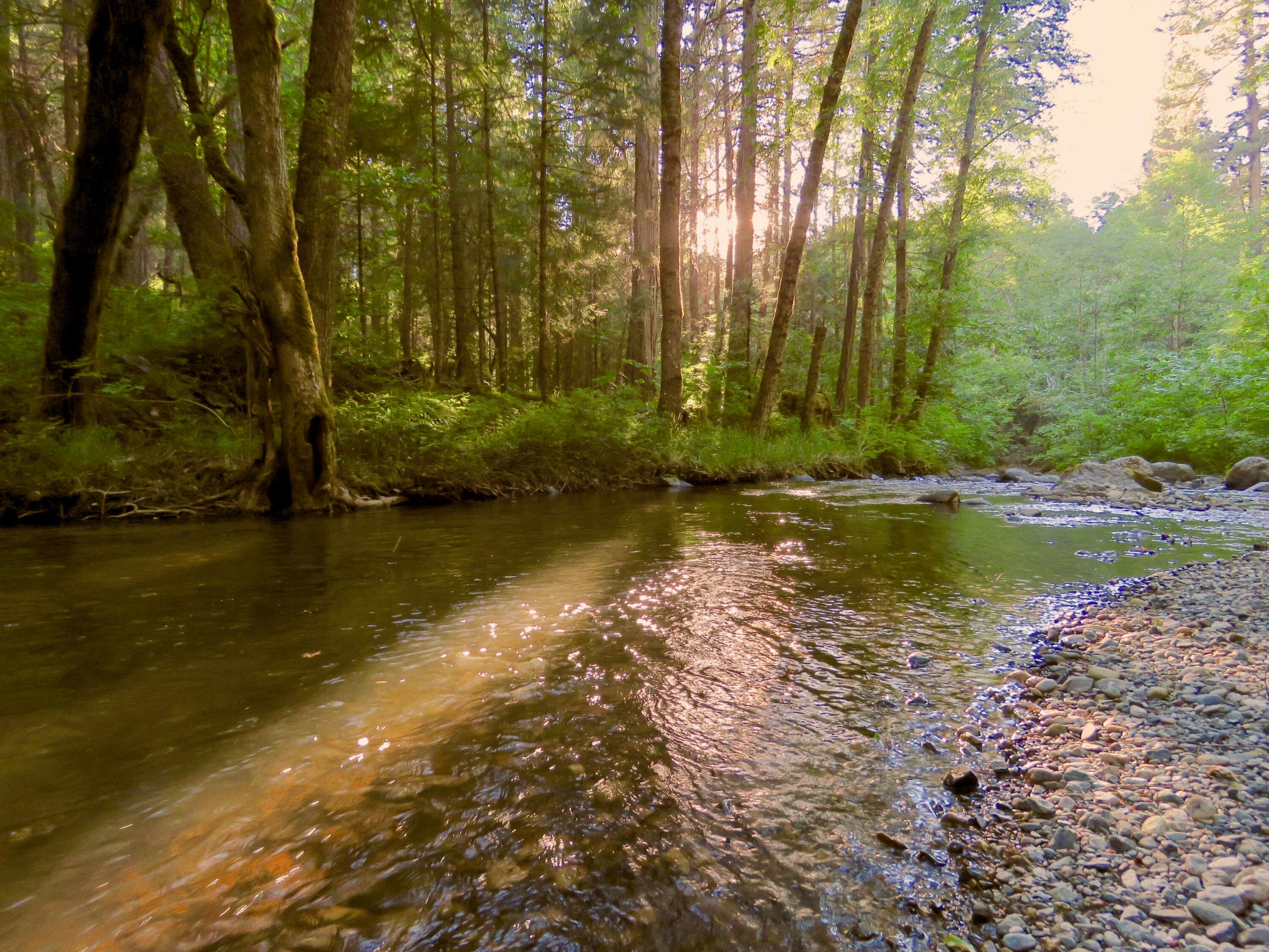 10000 Little Applegate Road Jacksonville, OR 97530 - Photo 1 of 141 trillium river pic best