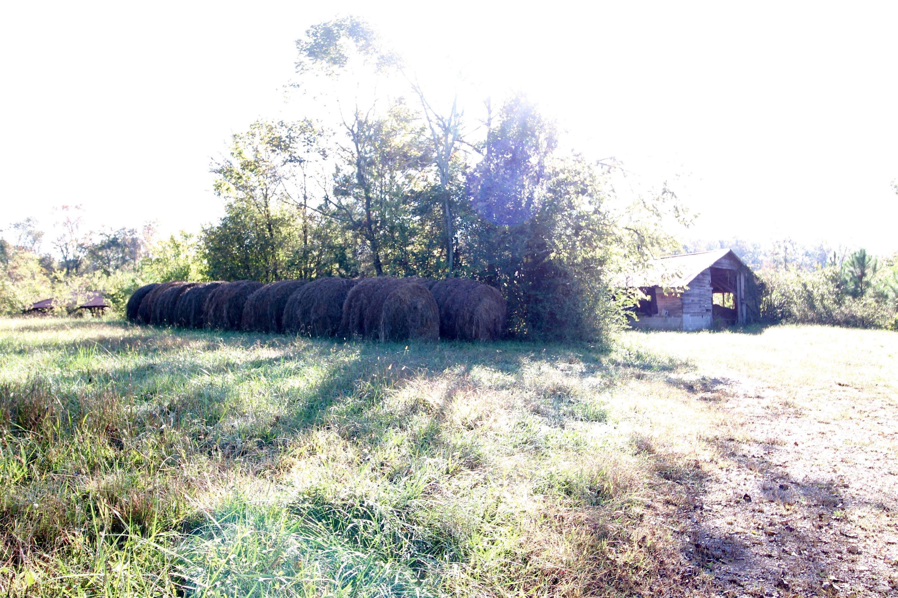 3 Southeast Reagan Road Cleveland, TN 37323 - Photo 6 of 8 IMG_2436