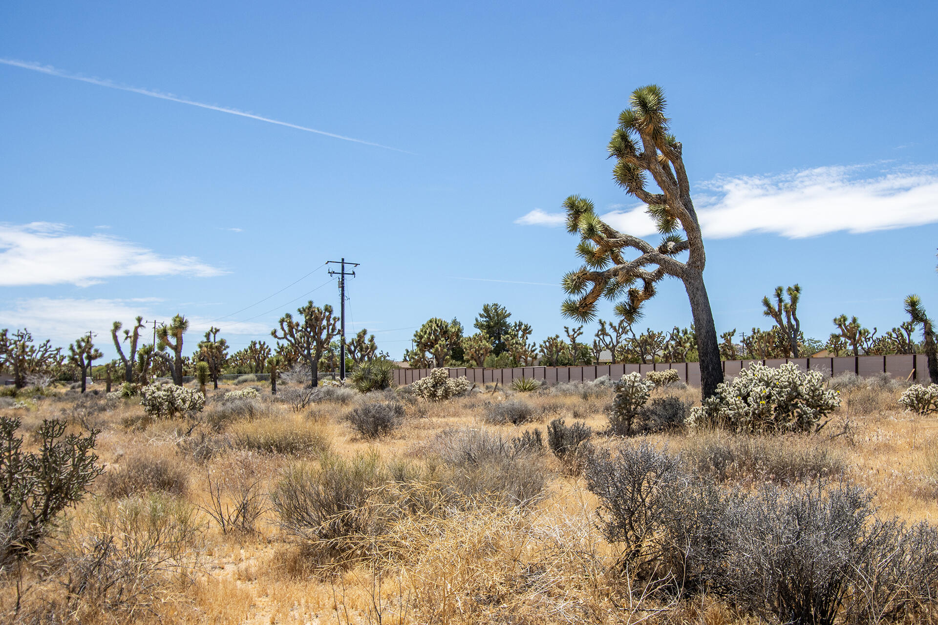 5020 Old Woman Springs Road Yucca Valley, CA 92284 - Photo 15 of 19 IMG_9351