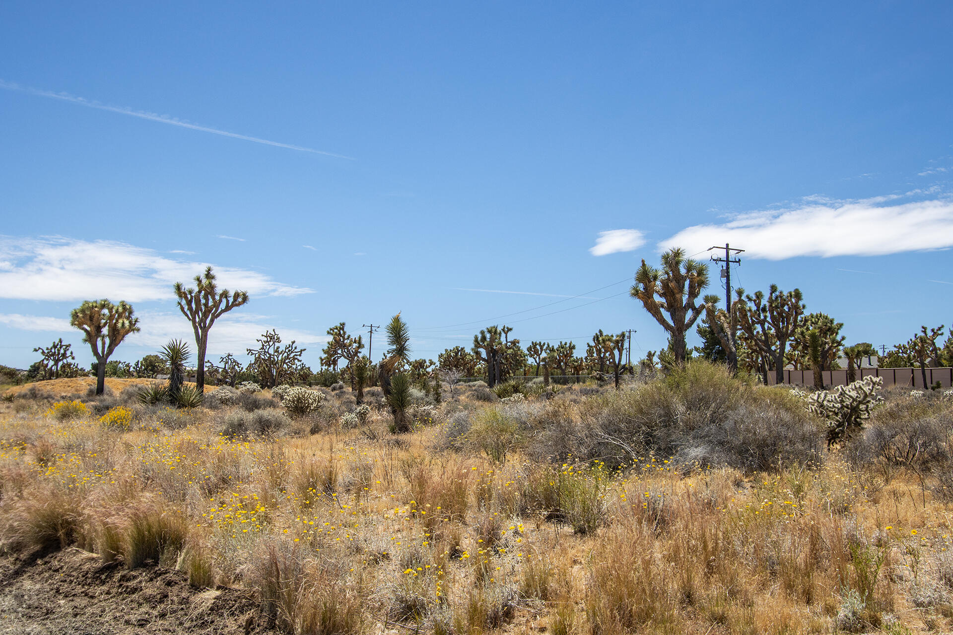 5020 Old Woman Springs Road Yucca Valley, CA 92284 - Photo 4 of 19 IMG_9358