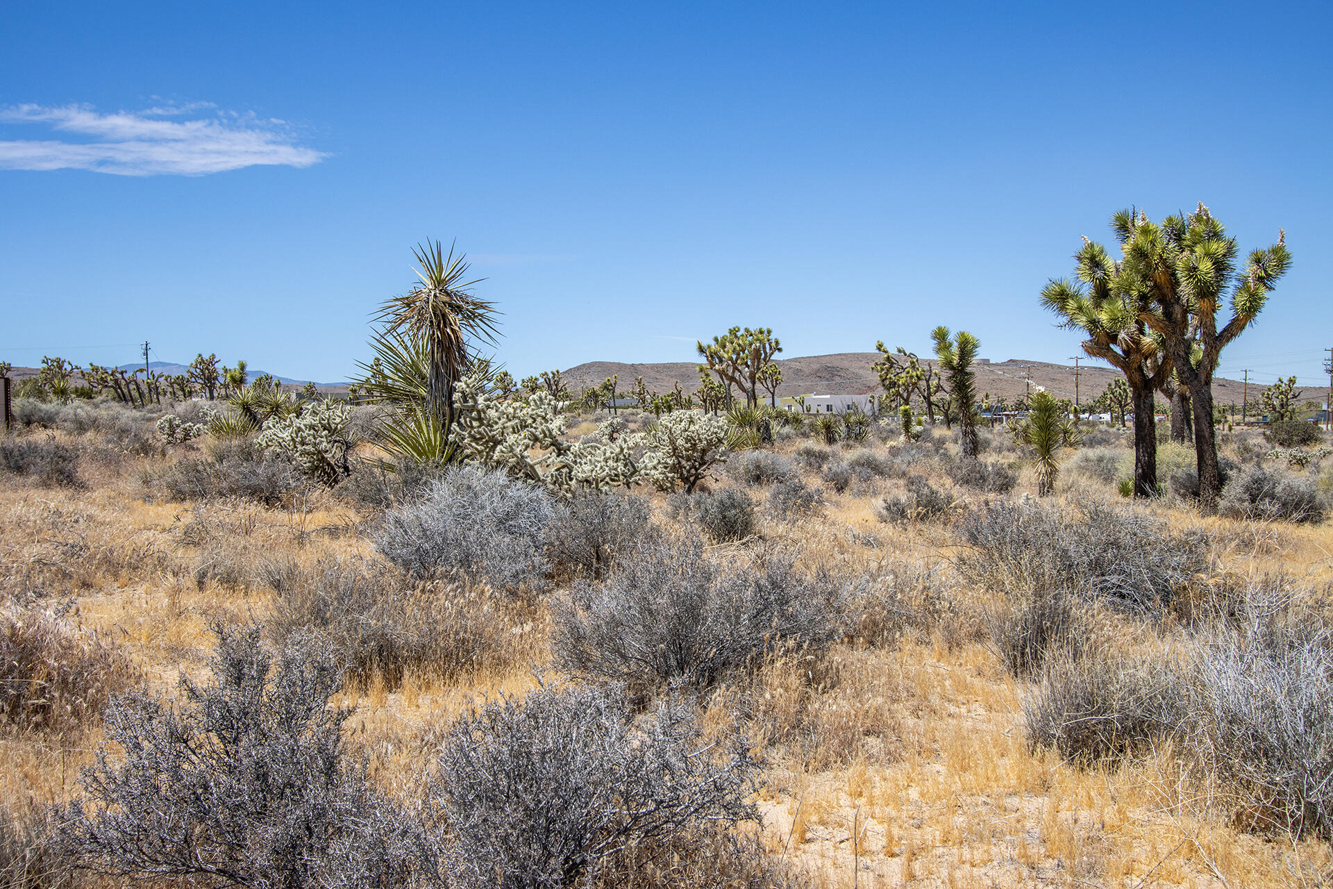 5020 Old Woman Springs Road Yucca Valley, CA 92284 - Photo 10 of 19 IMG_9353