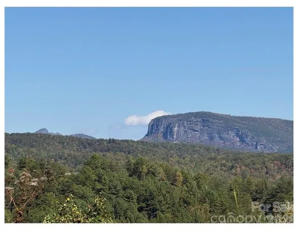 a view of a large tree with a mountain in the background