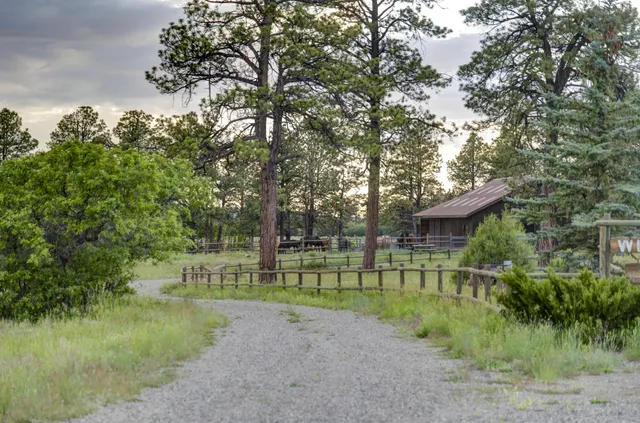 a view of two chairs with the trees in the background