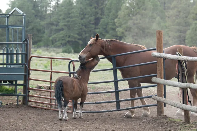 $5,900,000 | 7725 South 44z, Norwood, CO 81423